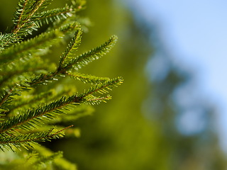 Image showing green forest bac