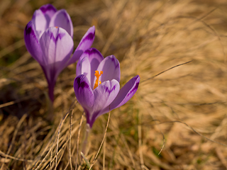 Image showing spring purple flower crocus