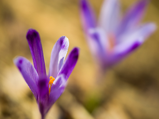 Image showing spring purple flower crocus