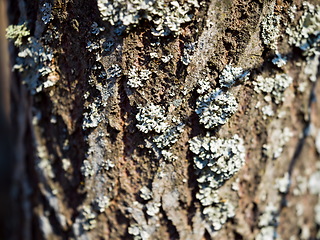 Image showing forest tree close up