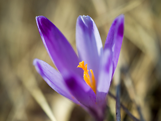 Image showing spring purple flower crocus