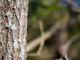 Image showing forest tree close up