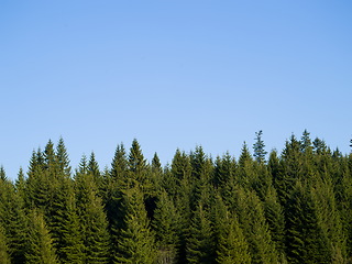 Image showing green forest bac