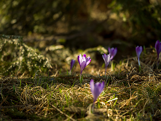 Image showing spring purple flower crocus