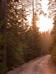 Image showing forest