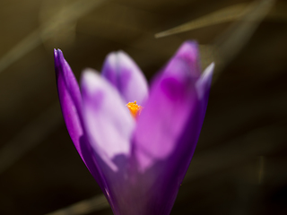 Image showing spring purple flower crocus