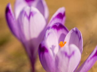 Image showing spring purple flower crocus