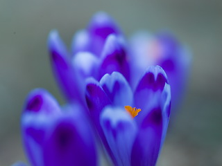 Image showing spring purple flower crocus