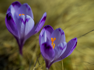 Image showing spring purple flower crocus