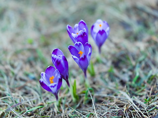 Image showing spring purple flower crocus