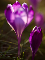 Image showing spring purple flower crocus