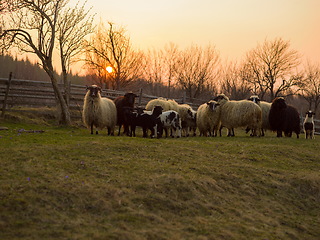 Image showing sheeps