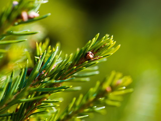 Image showing green forest bac