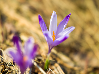 Image showing spring purple flower crocus