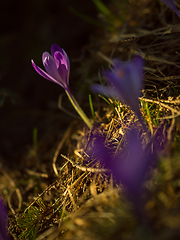 Image showing spring purple flower crocus