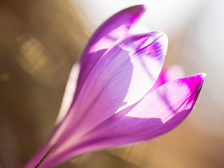 Image showing spring purple flower crocus