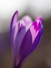 Image showing spring purple flower crocus