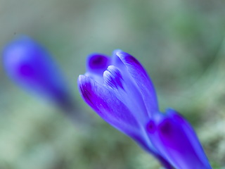 Image showing spring purple flower crocus