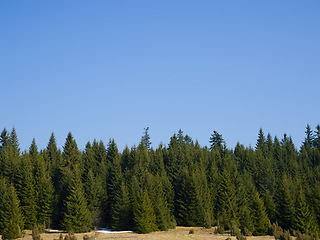 Image showing forest