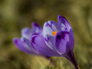 Image showing spring purple flower crocus