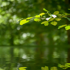 Image showing green branch reflecting in the water