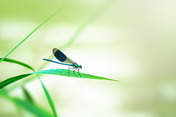 Image showing beautiful dragonfly insect with space for your content