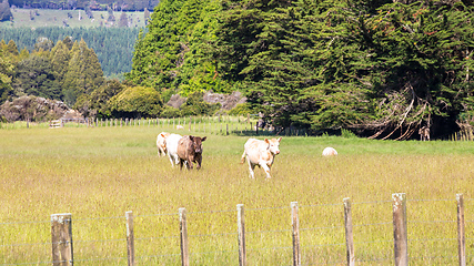 Image showing some cows in the meadow