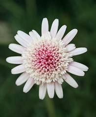 Image showing Beautiful flower