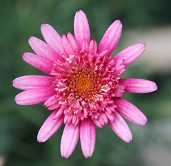 Image showing Pink flower