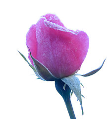 Image showing Rose under hoar-frost