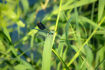 Image showing beautiful dragonfly insect