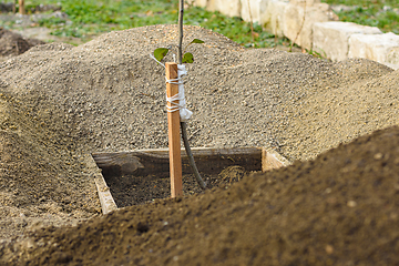 Image showing A tree sapling tied to a peg, around a pile of fresh sifted earth