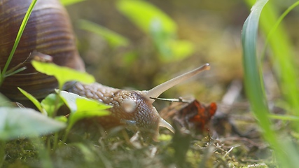 Image showing Snail on ground level macro photo