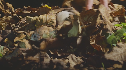 Image showing Finding human skull in the forest at night