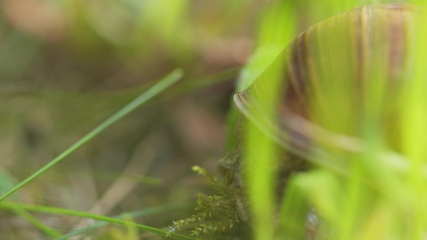 Image showing Snail on ground level macro photo