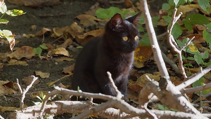 Image showing Young cat outdoors closeup footage