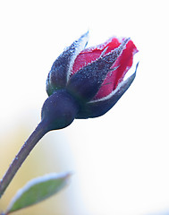 Image showing Rose under hoar-frost