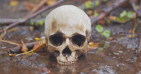 Image showing old skull on the ground covered with leaves