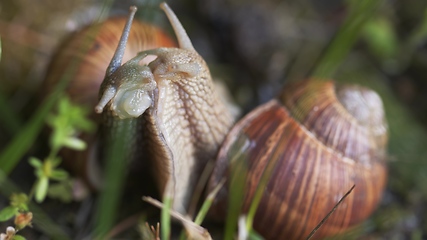 Image showing Snail on ground level macro photo