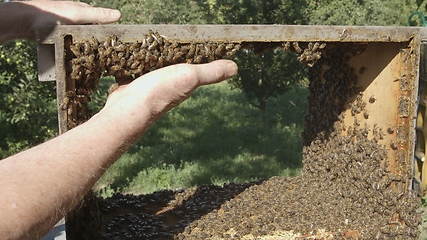 Image showing Honey bees on a hive cluster