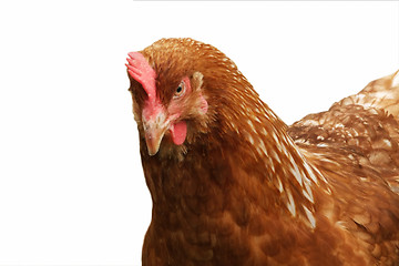 Image showing Brown hen