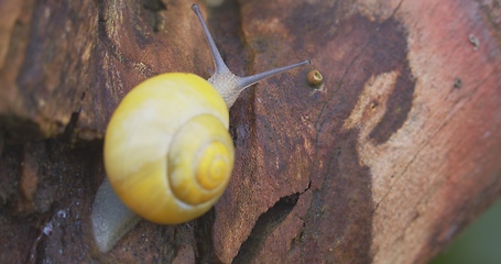 Image showing Small yellow snail crawling on the tree