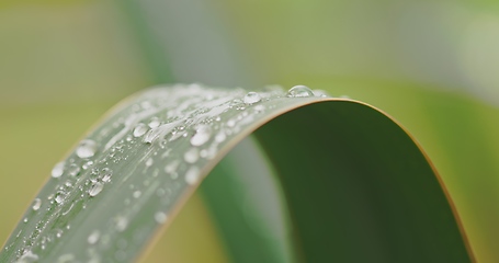 Image showing Green plant leaves with dew on top