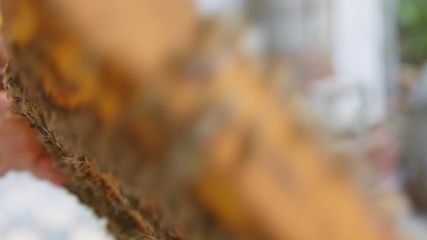 Image showing Honey bees on a hive cluster