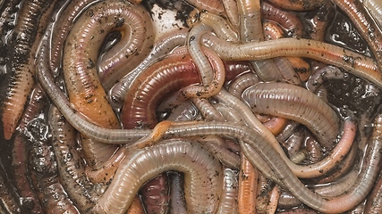 Image showing Many earthworms crawling together closeup footage