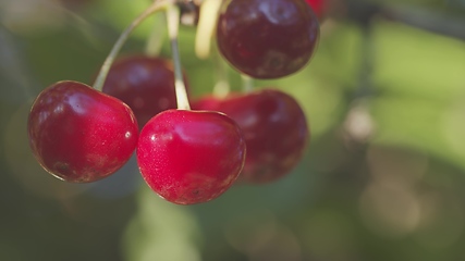 Image showing Fresh fruit on the tree