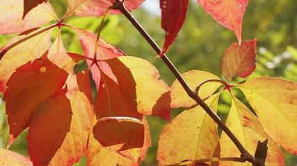 Image showing Autumnal leaves blown by the wind closeup