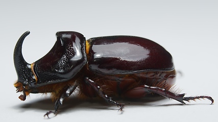 Image showing Side view of rhinoceros beetle