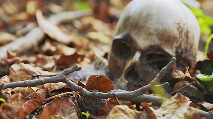 Image showing old skull on the ground covered with leaves