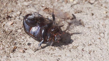 Image showing LArge beetle on the ground